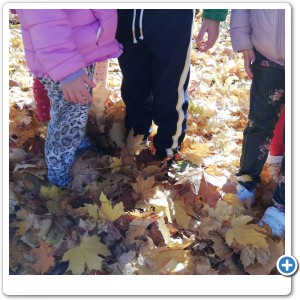 Autunno: un mare di foglie